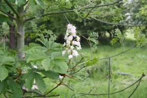 Like candles, the pink and white blossoms adorn the horse chestnut tree.